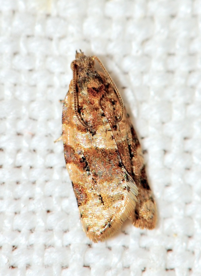 Olindia schumacherana ? - cf. Argyrotaenia ljungiana